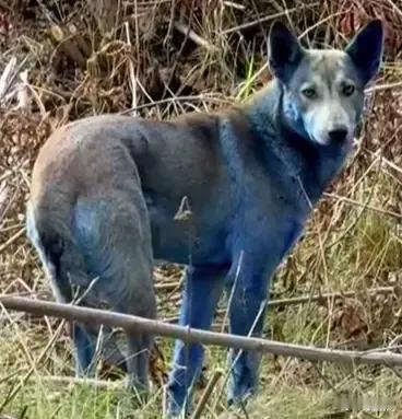 【美专家辟谣切尔诺贝利蓝狗：它们在有蓝色清洁剂的移动厕所里打滚】针对近期在乌克兰