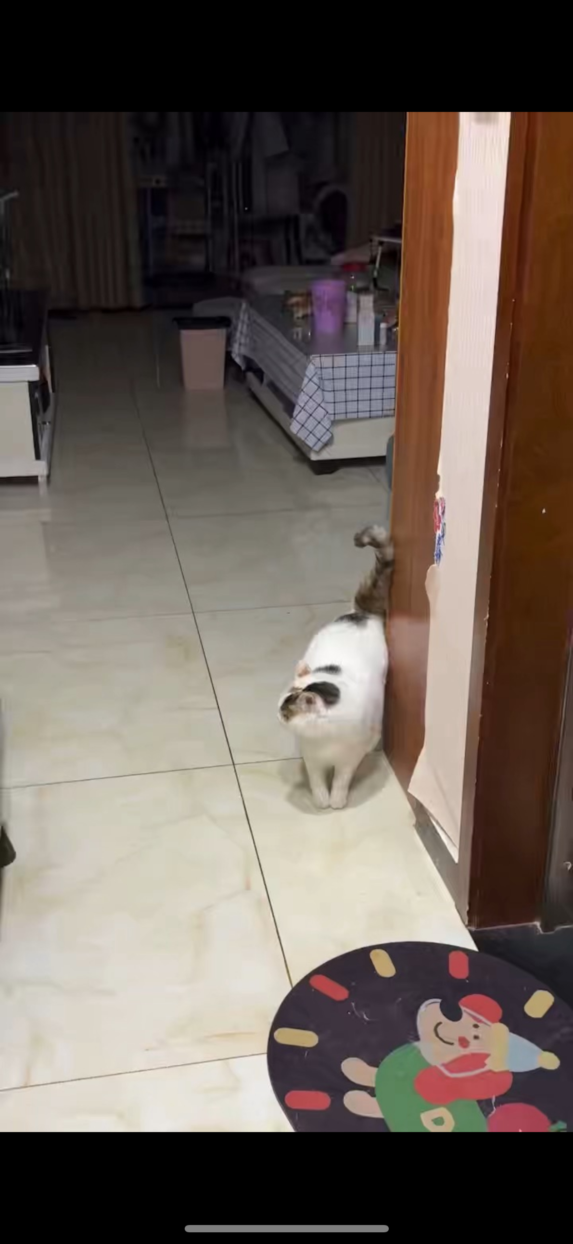 下班回家迎接我的咪