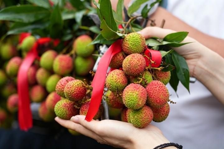 【灵山：红荔缀枝产销忙】
初夏时节，灵山县荔枝林绯红满枝。5月19日，灵山荔枝（