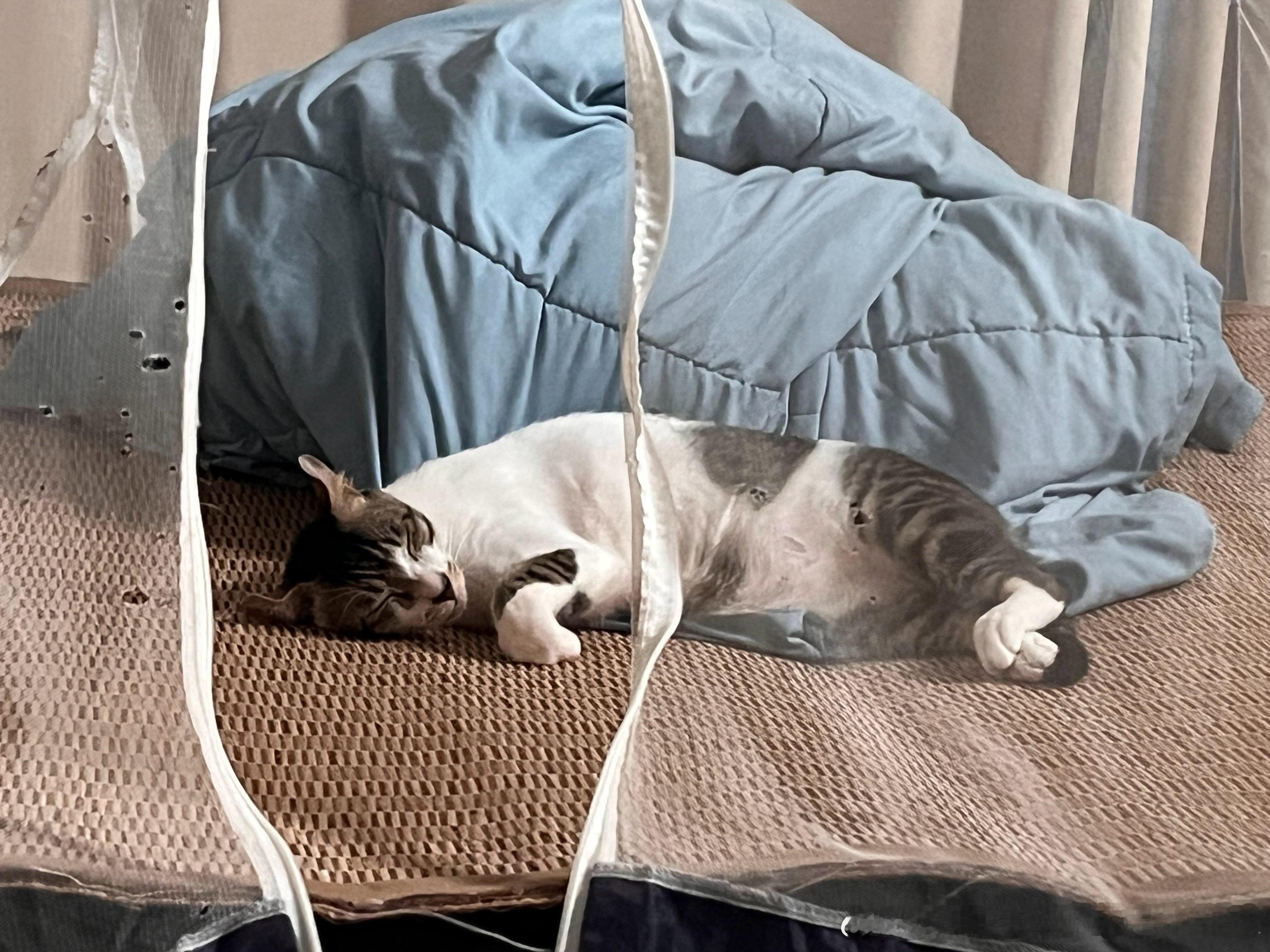 你一只小猫怎么睡得着！外面的小猫都在饿肚子，你在空调房里睡觉！ 