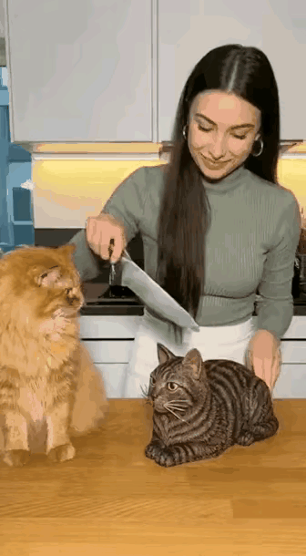 跟猫咪开这样的玩笑，这对猫已经造成了巨大的伤害，猫咪是非常聪明的动物，当看到自己