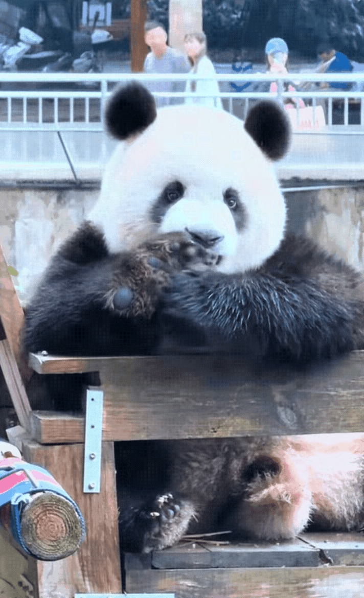 莽小五的熊掌是什么味道的？我猜一定是香香甜甜夹杂着奶气[笑哭]
虫洞的熊孩子全是