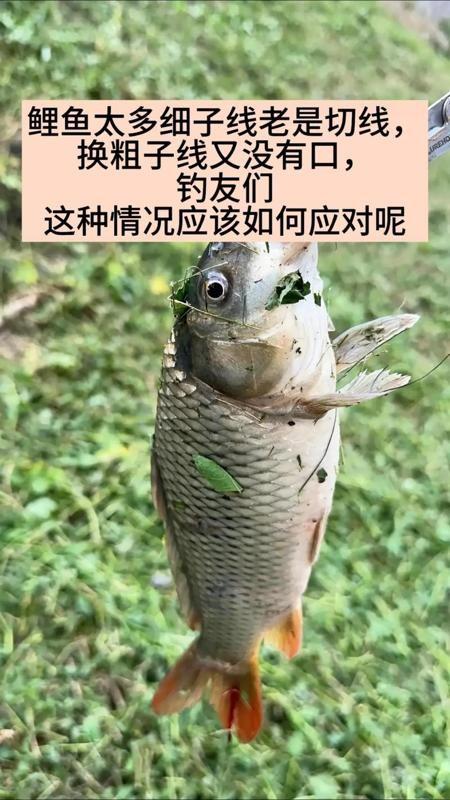 钓友们，有没有遇到过这种情况：窝子里没鱼星，空军回家？别急！
今天教你这招，没鱼