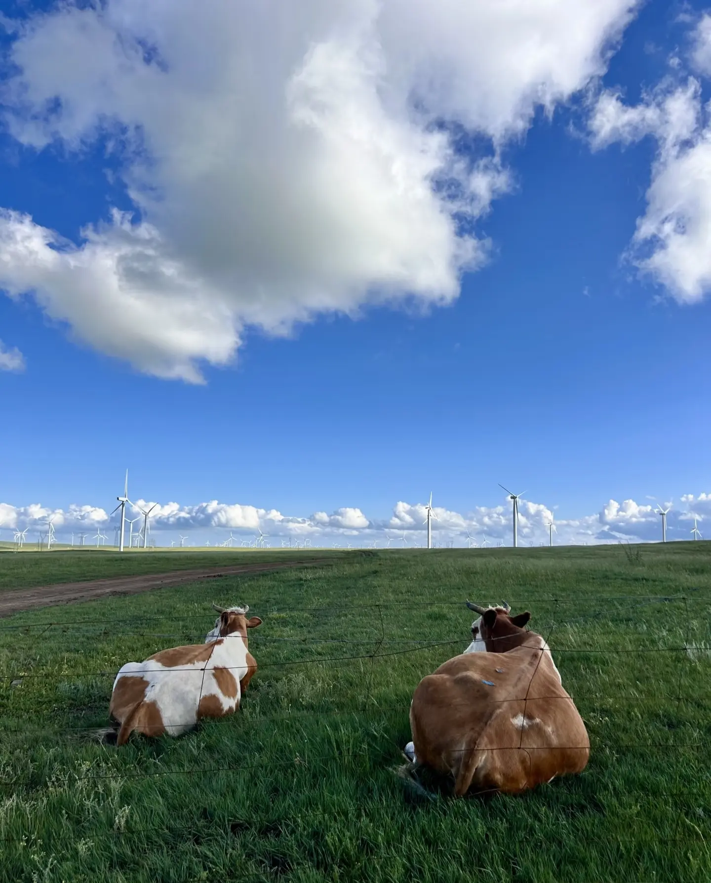 你们的草原是什么样子？我的是这样。