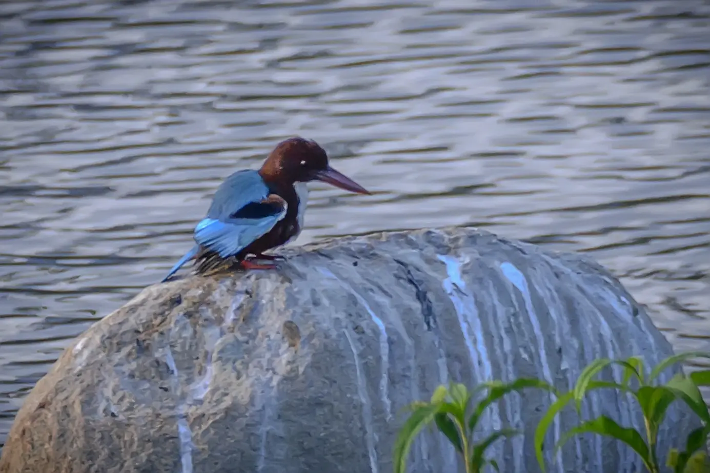 长焦视角---白胸翡翠。白胸翡翠，属于鸟纲，佛法僧目，翠鸟科 ，极具观...