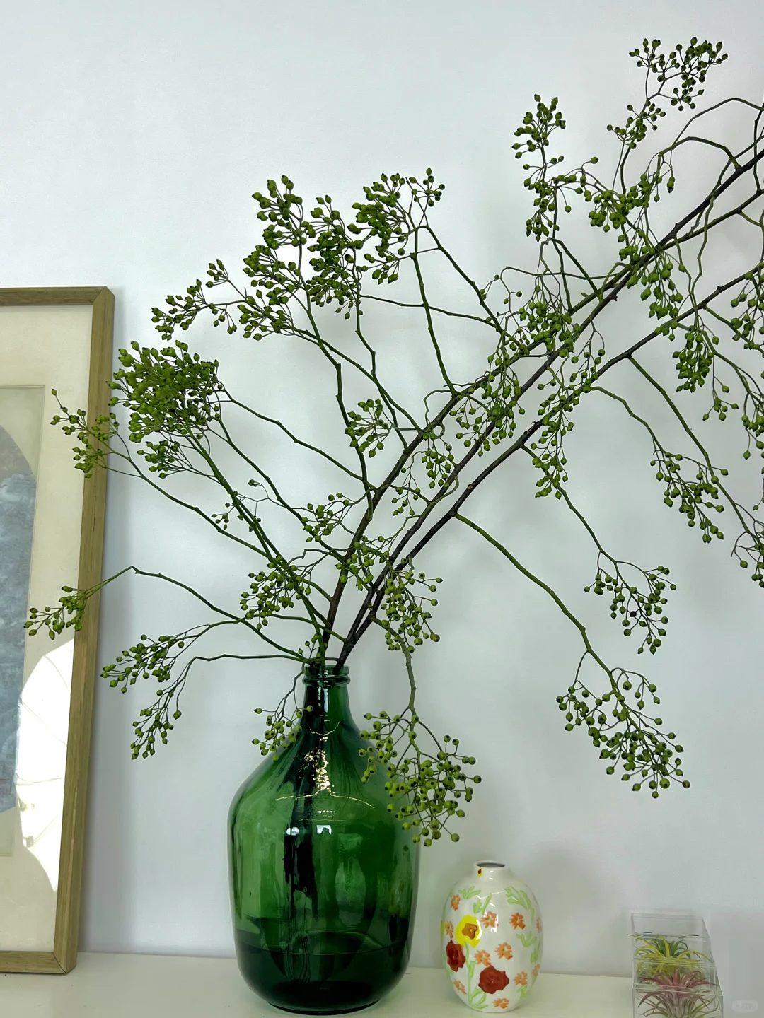 适合秋季养护的室内绿植🍃山归来