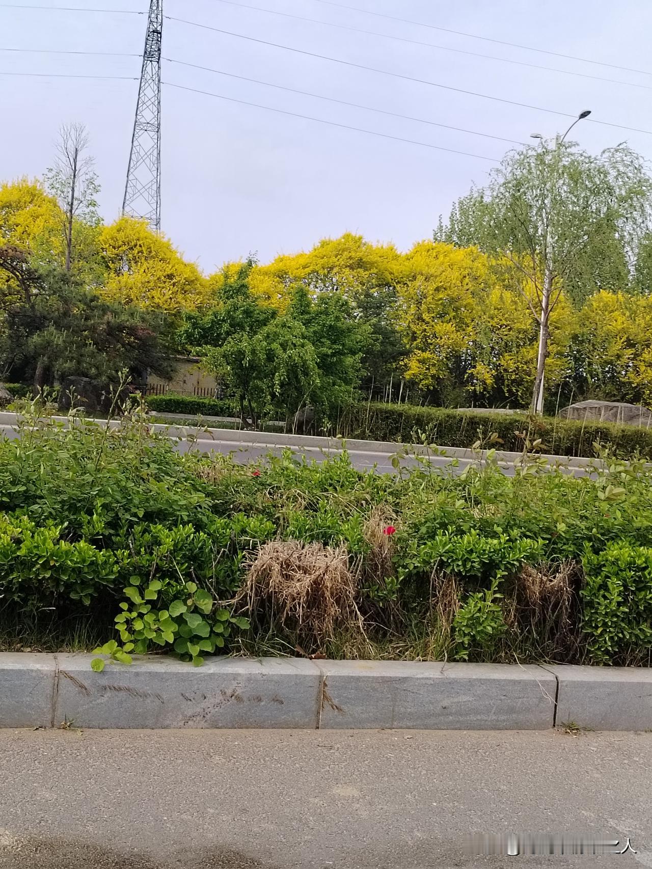 路边的春天，藏着最治愈的烟火气
 
下班路上随手拍的这张图，真的越看越舒服。
 