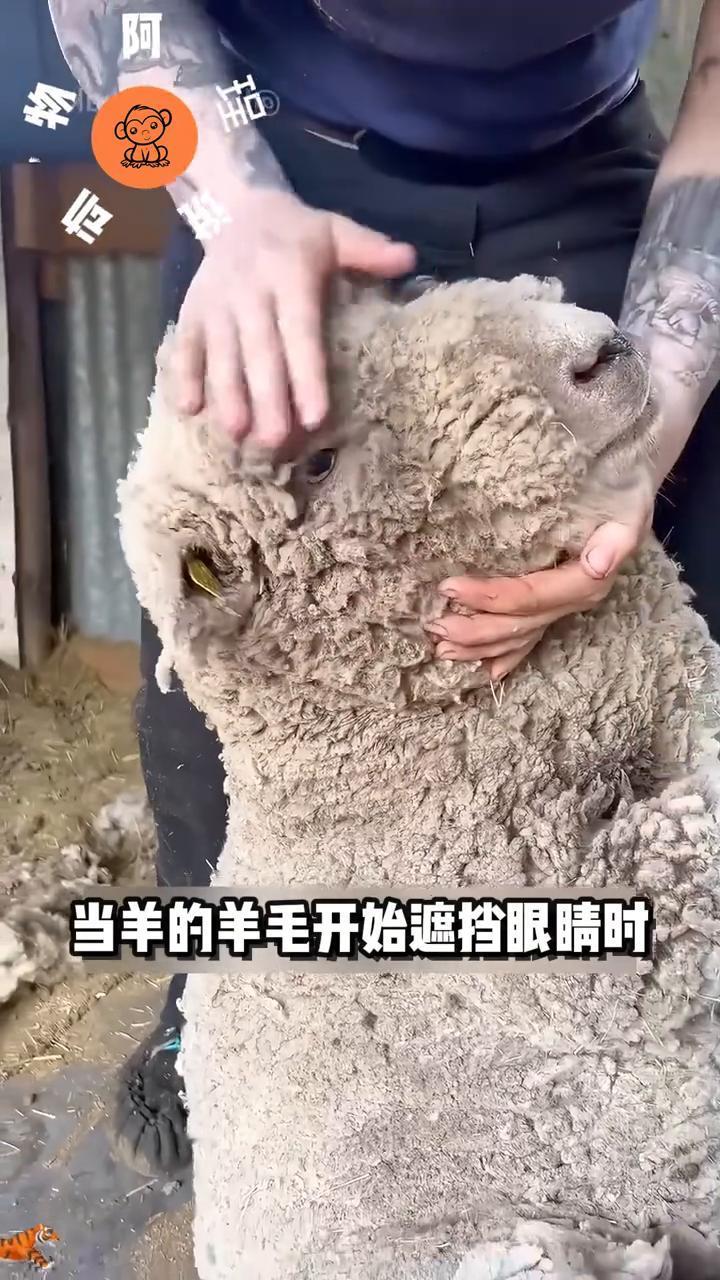 当羊的羊毛开始遮挡眼睛时，通常是个明确的信号，该修剪了。
·剪毛人通常从头部开始