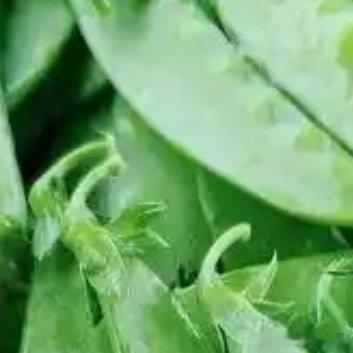 种植 🍃荷兰豆种植的时间和方法一、种植时间1. 春季种植：在春季，一般是3月至