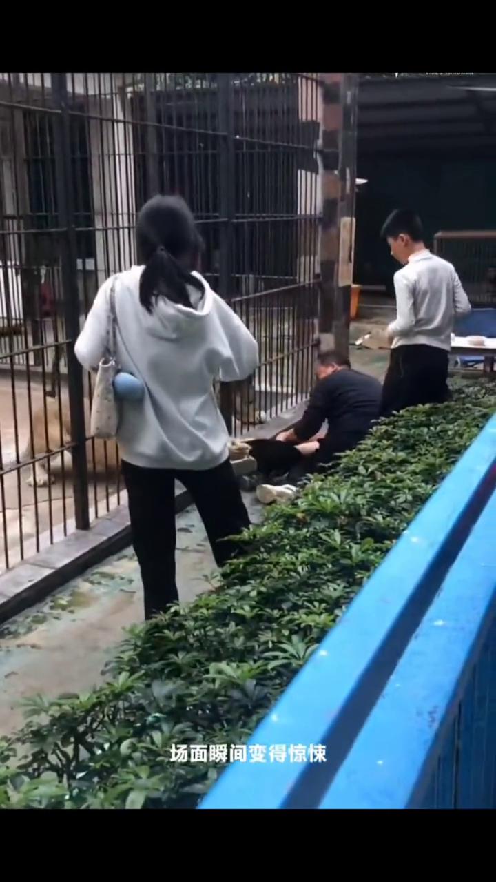 汕头中山公园动物园游客喂食狮子被利爪扯住裤子，救援及时避免惨剧。
几名游客在狮子