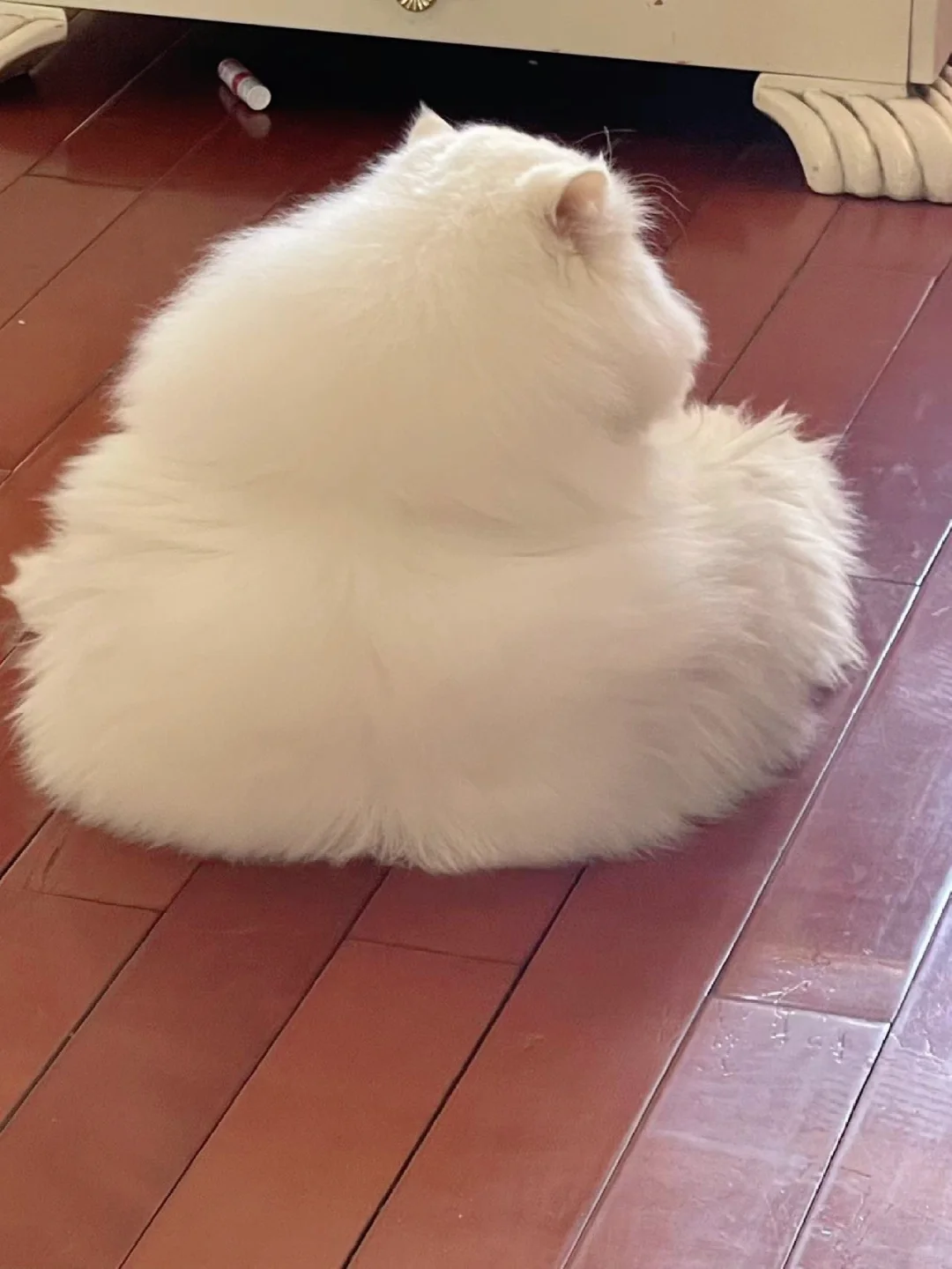 游泳圈小猫🐱