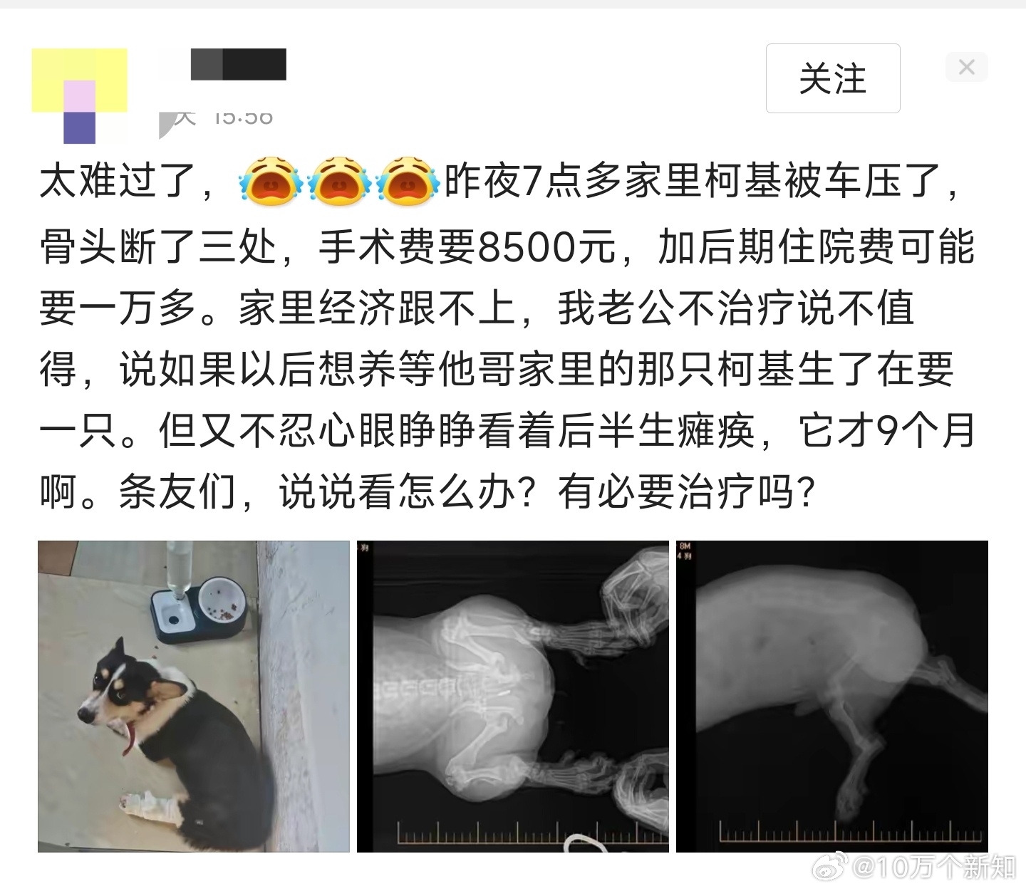 家里面的柯基被车给压了，手术费需要8500，后期住院的费用需要1万多。丈夫决定放