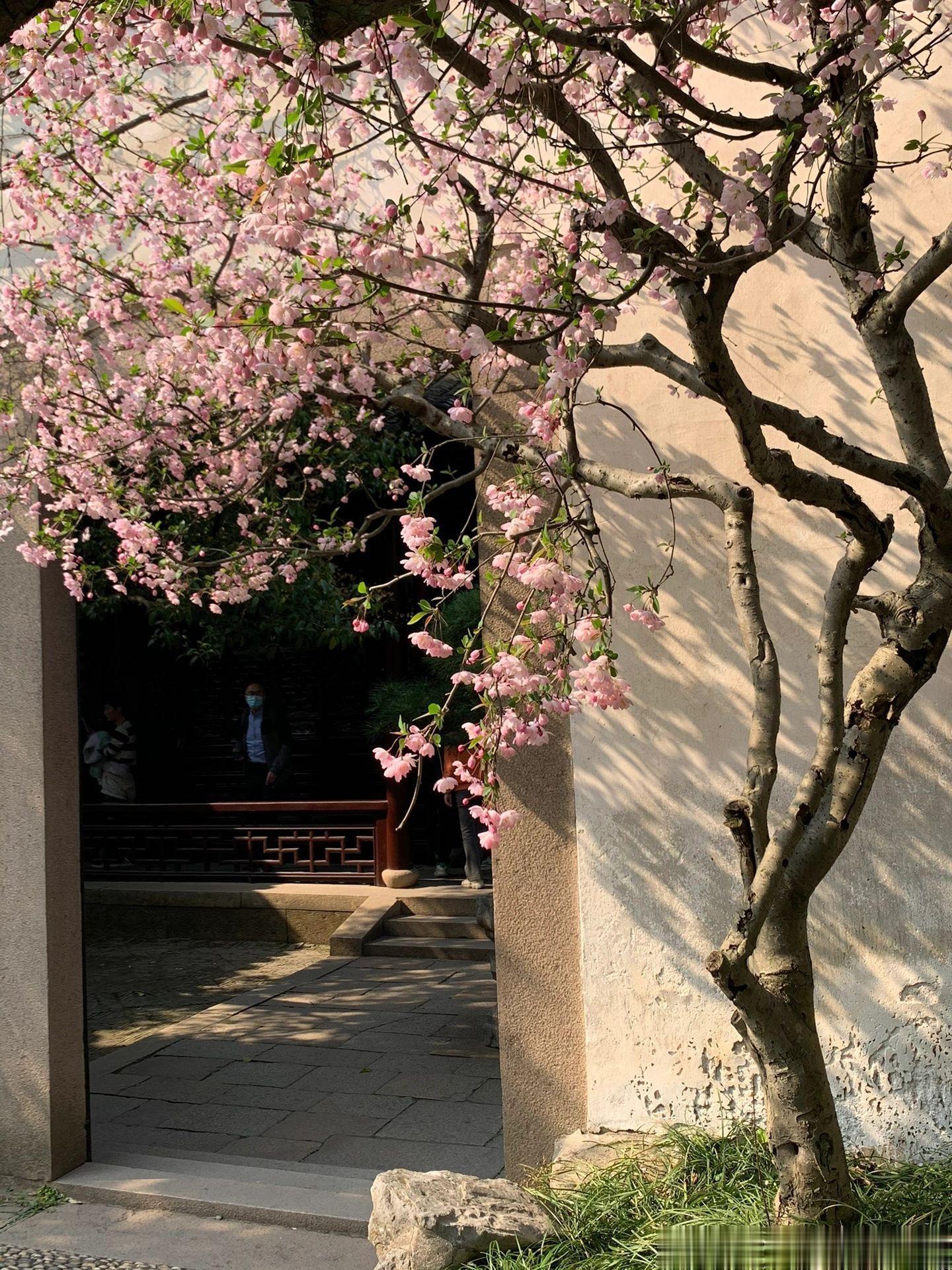 春去秋来 海棠花开 ​​​