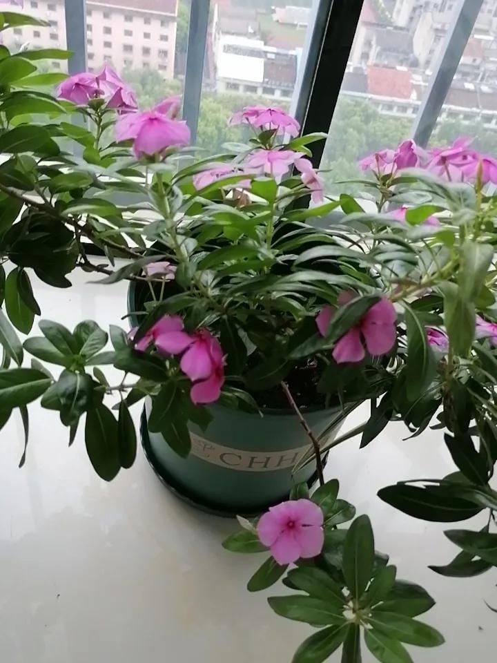 困扰我的荨麻疹好了，从发作到痊愈刚好一个星期。
这次我真的是体验了荨麻疹的厉害，