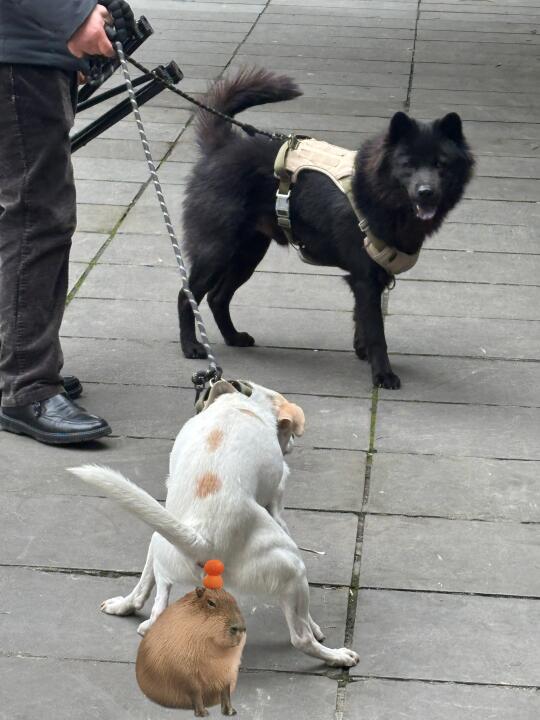 构图有情绪有剧情有