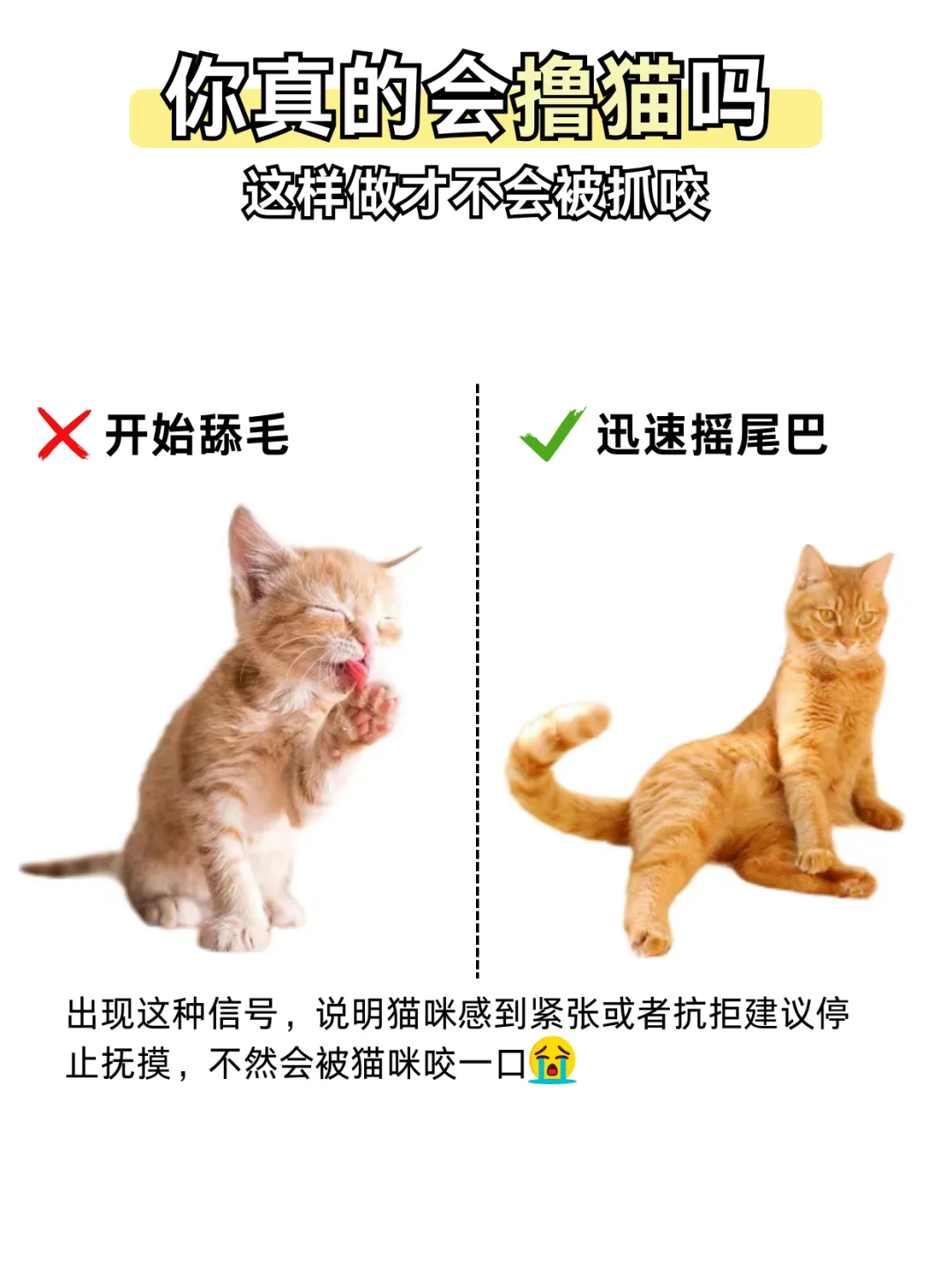 🐱你真的会撸猫吗？这样做才不会被抓咬！😺