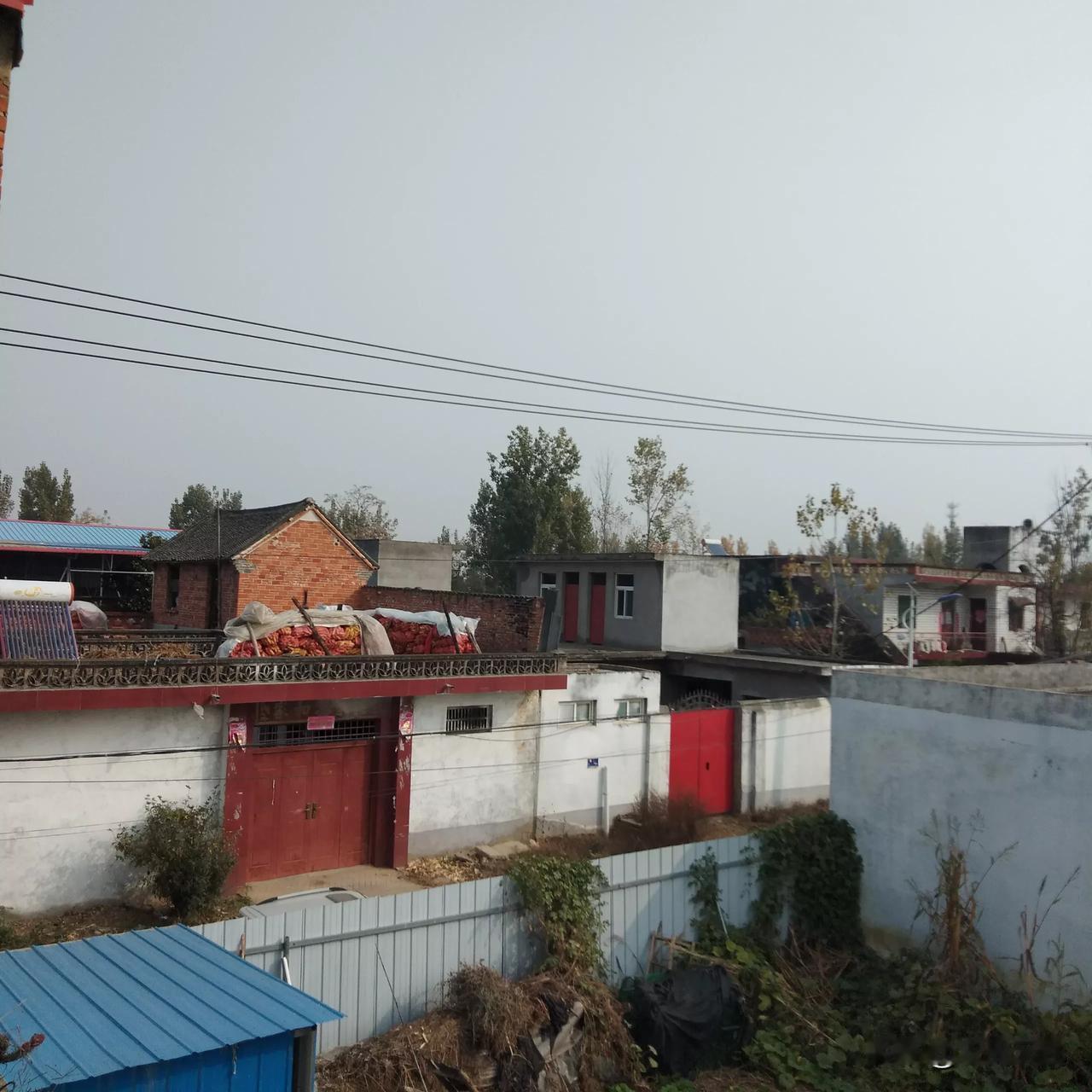 昨晚小雨没下成，今天把屋后大杨树卖了。然后去农田一看，一棵小麦也没出芽，地板结成