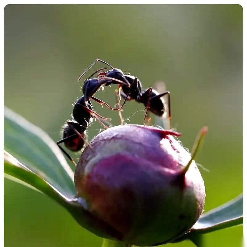 “裤裆里进蚂蚁”，这六个字一出来，你脑子里是不是已经蹦出“坐立不安”了？没错，就