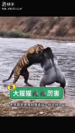【AI 生成】大猩猩惊人的实力！[泣不成声]