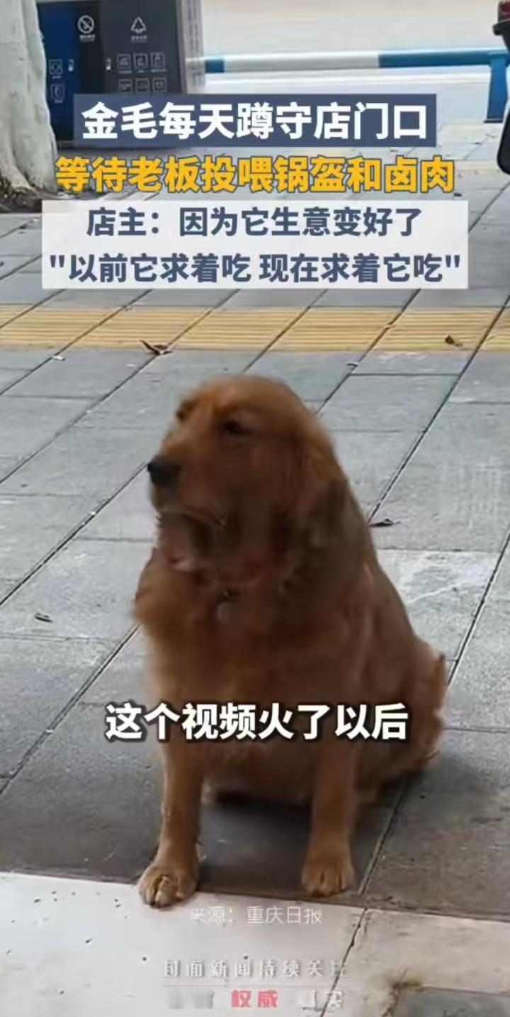 我不明白，一条金毛犬频繁光顾锅盔店的视频为什么也能火，好像还上了热搜。这不是在变