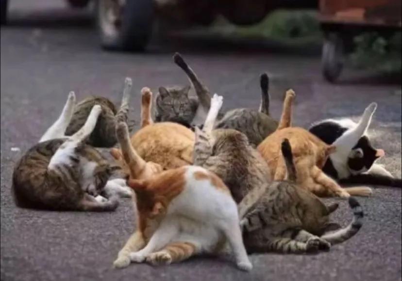 喜欢猫可以理解，不太理解和猫亲嘴的那些人。