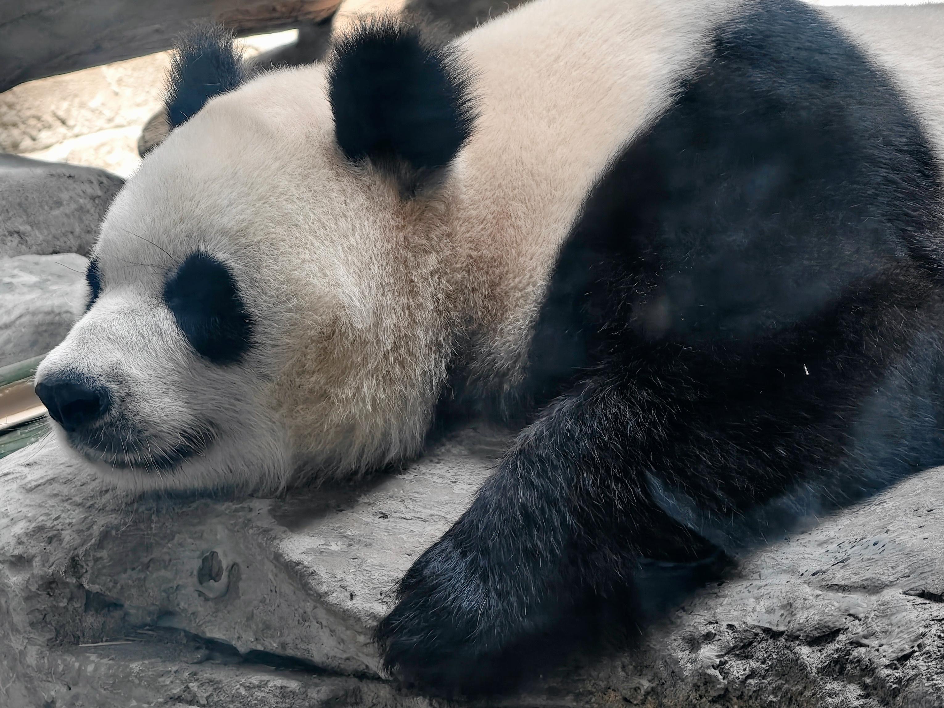 岳阳中华大熊猫苑太治愈啦！就在洞庭湖旅游度假区，近距离看国宝卖萌简直幸福到冒泡～