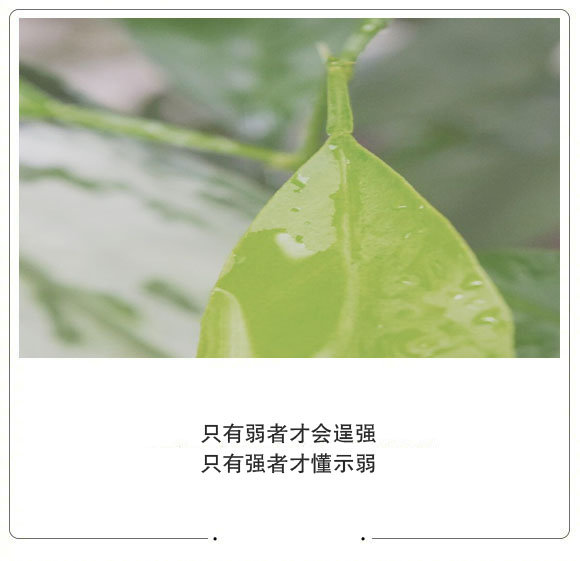 心态安好 则幸福常存树欲静而风不止 能真正救赎自己的不是流淌的时间 也不是他人的