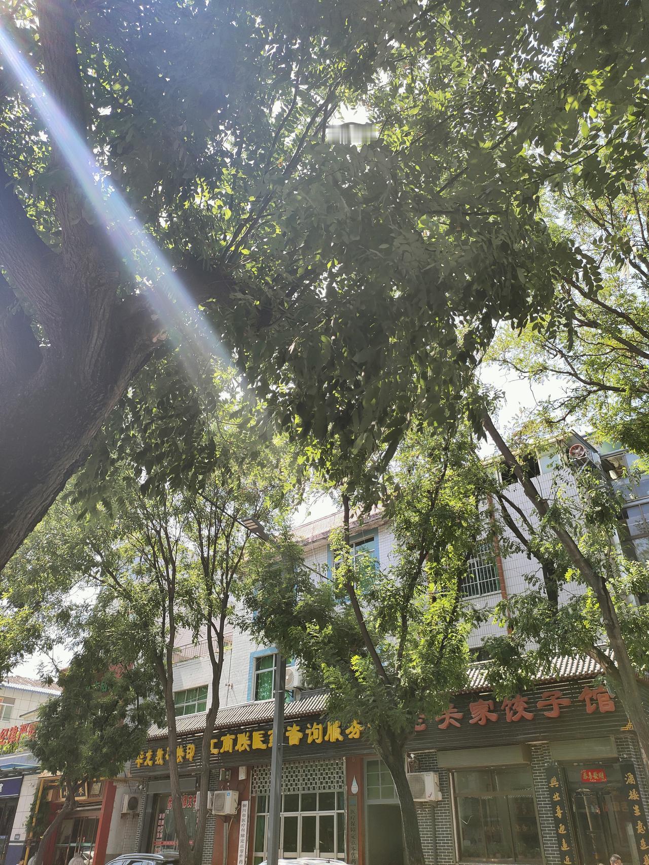 晒图笔记大赛盛夏的阳光透过层层绿叶洒落，老街店铺、行道大树、中式楼宇相映成景。不