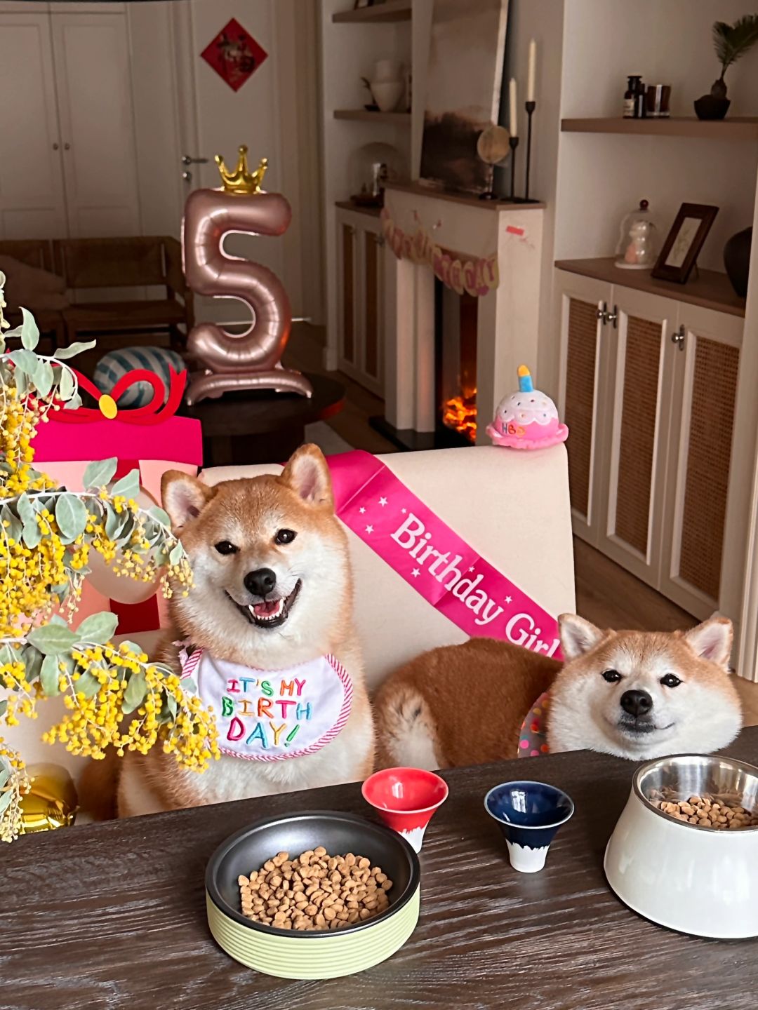 给大家看看我们小狗滴生日PARTY