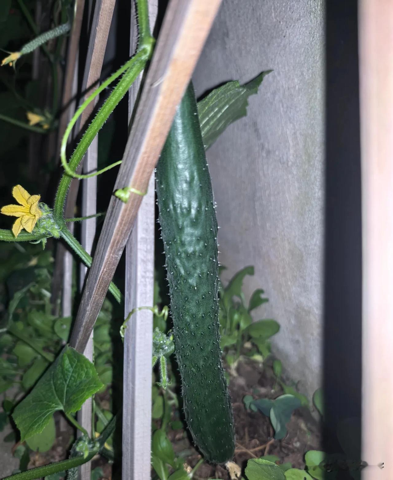 墙边黄瓜成长记

春日暖阳，我在院墙角落栽下黄瓜苗。栽后浇透定根水，日常按时浇水