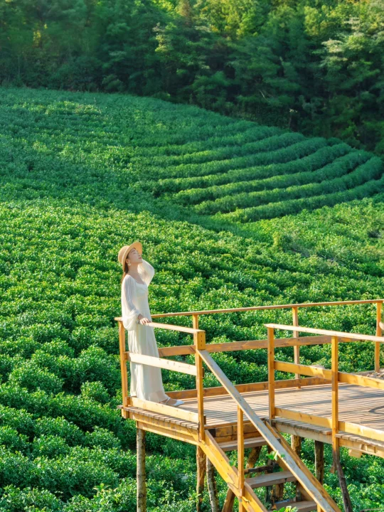 比起龙井村，我更爱这片小众无人茶山‼️