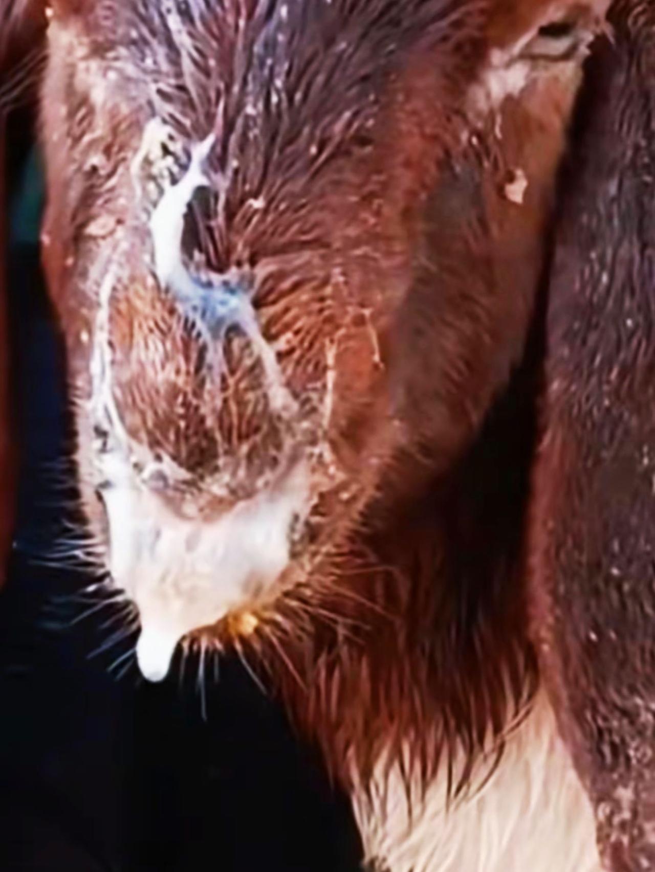 养羊人 农村养羊 牛羊养殖