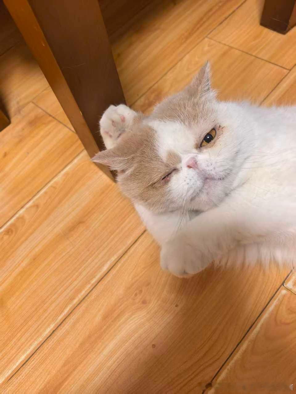 50101【丑猫】cos招财猫 