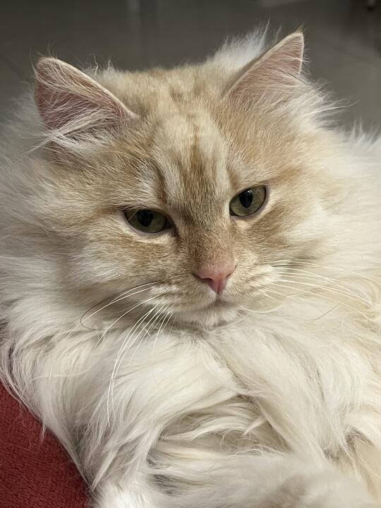 在一只猫的脸上看出了帅气怎么回事？！