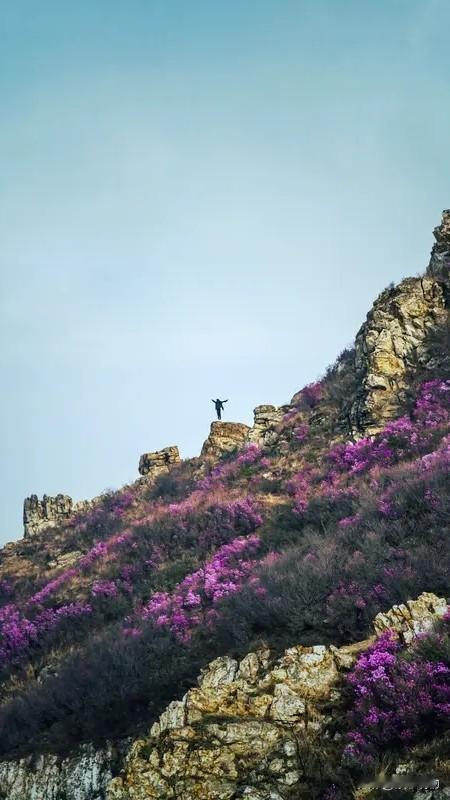 七律·山花烂漫
山笼烟翠接天涯，
花满溪坡映碧霞。
烂绮层林铺秀色，
漫香幽谷绕