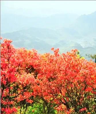 方圆天地，为头条联友对联：
一堤翠柳迎风舞，
遍野杜鹃映日红。
