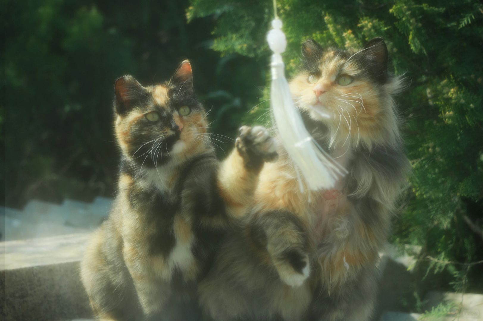 Hstar猫咪故事——枣花和蓓蕾