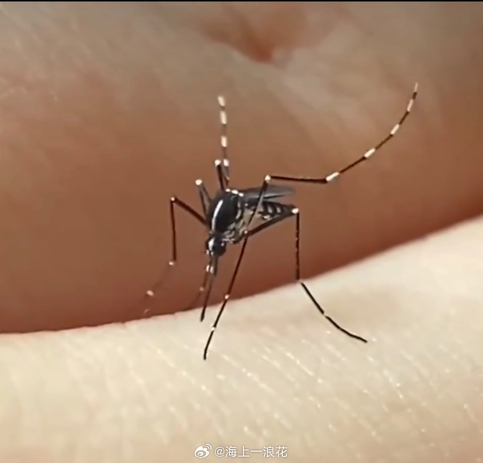 今年蚊子可能迎来史诗级加强今年蚊子可能迎来"史诗级加强"的说法，主要源于气候异常
