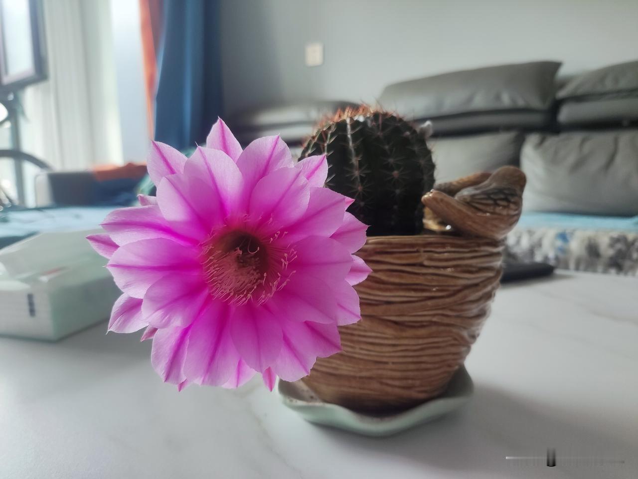 笑看云揽月，静听秋虫鸣。
尘心随夜淡，旧事伴风停。