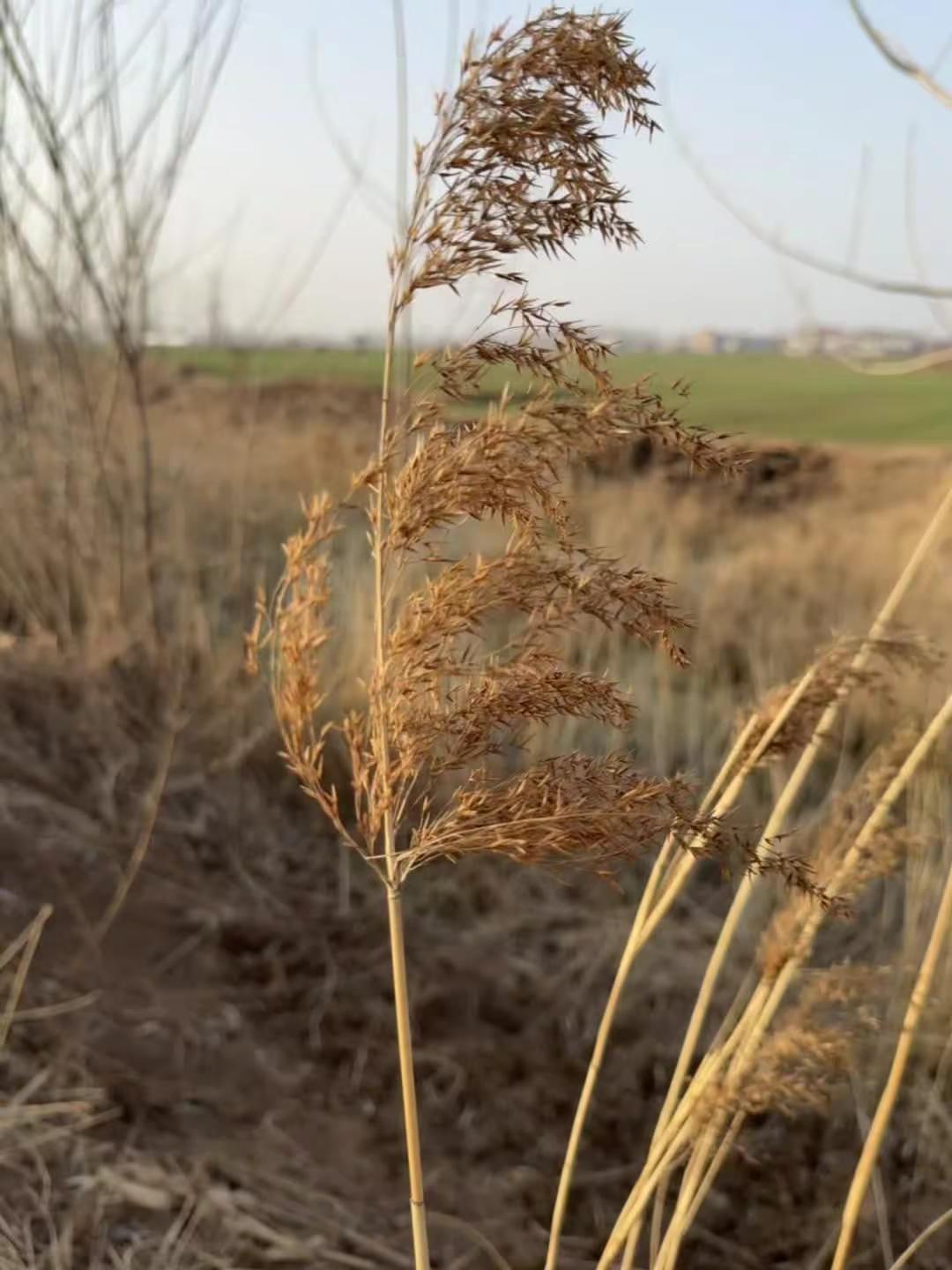 小时候不明白为什么老人爱晒太阳，一晒就是半天，后来才知，目之所及，皆是回忆，心之