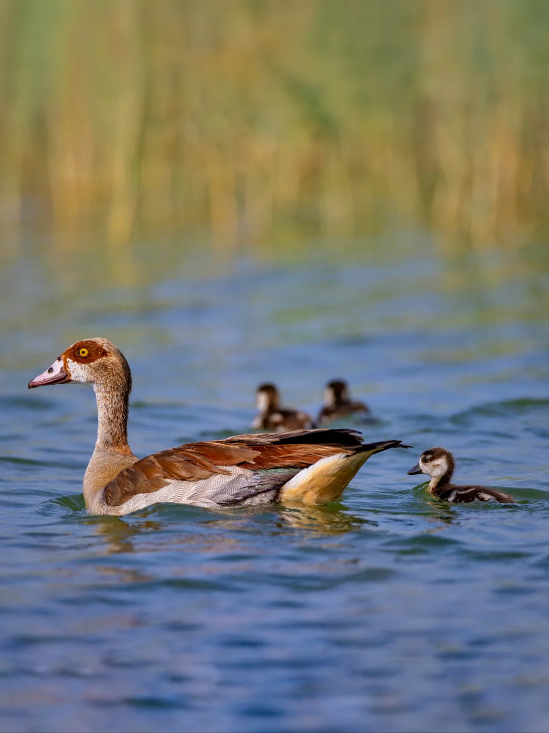 古埃及壁画中的埃及雁，仍然在敷衍生息