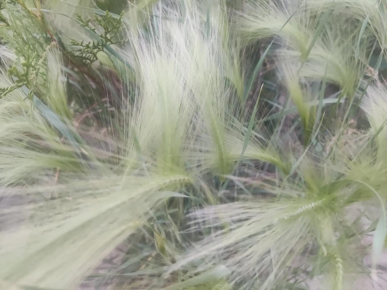 在路边看到那些作物，确实容易分不清是大麦、小麦还是青稞。青稞其实是大麦的一种，它
