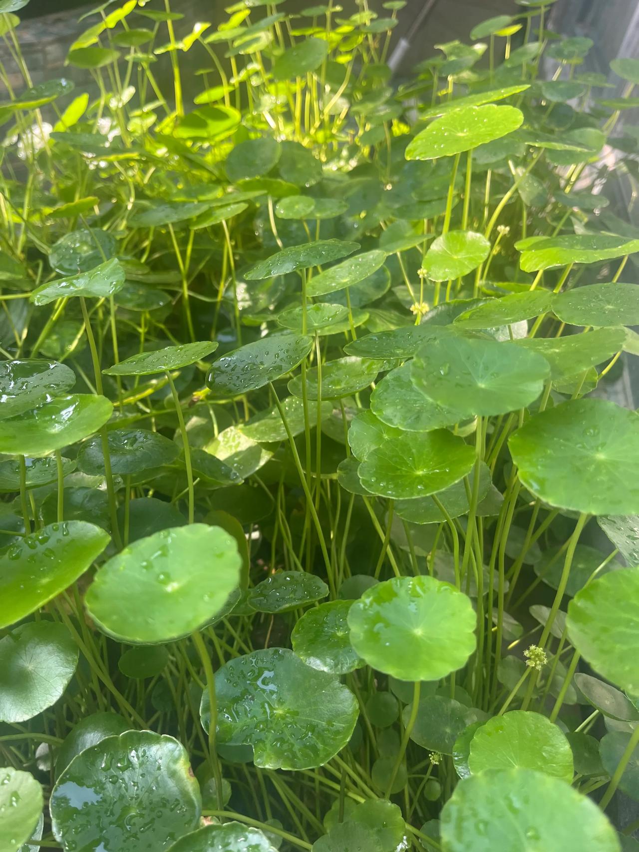 《秋雨后金钱草》
深秋小雨后，金钱草娇柔。
绿叶挂水珠，郁郁葱葱稠。
清新惹人爱