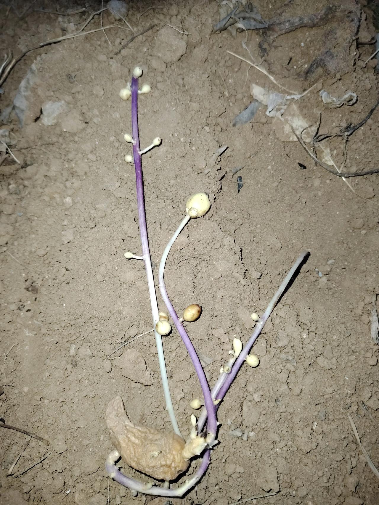 哪位大神告诉我，土豆发芽了，不光发芽了，还结小土豆了，小的如黄豆，大的如花生米，