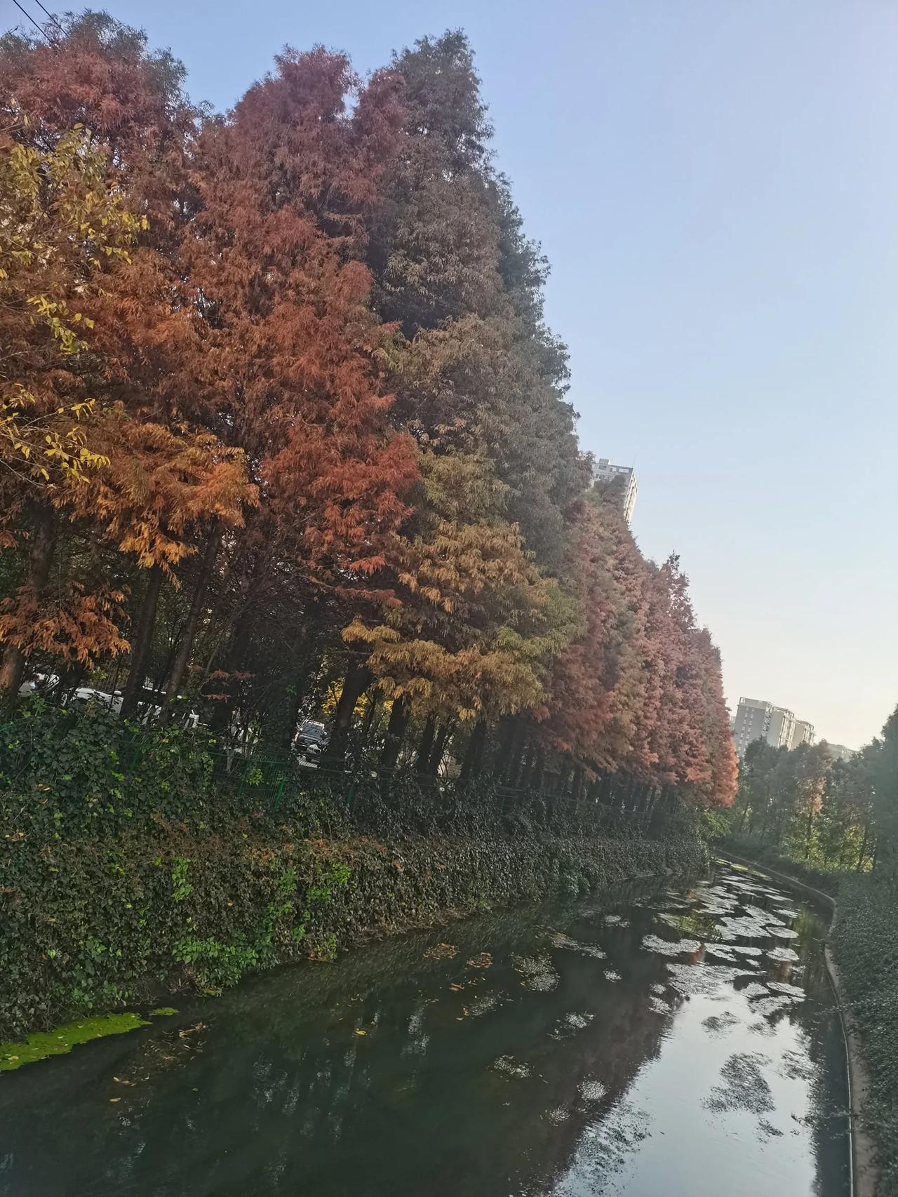昆明的冬天
随时随地都可以看到五彩斑斓的，金黄色的一景，银杏树是植物中的活化石，