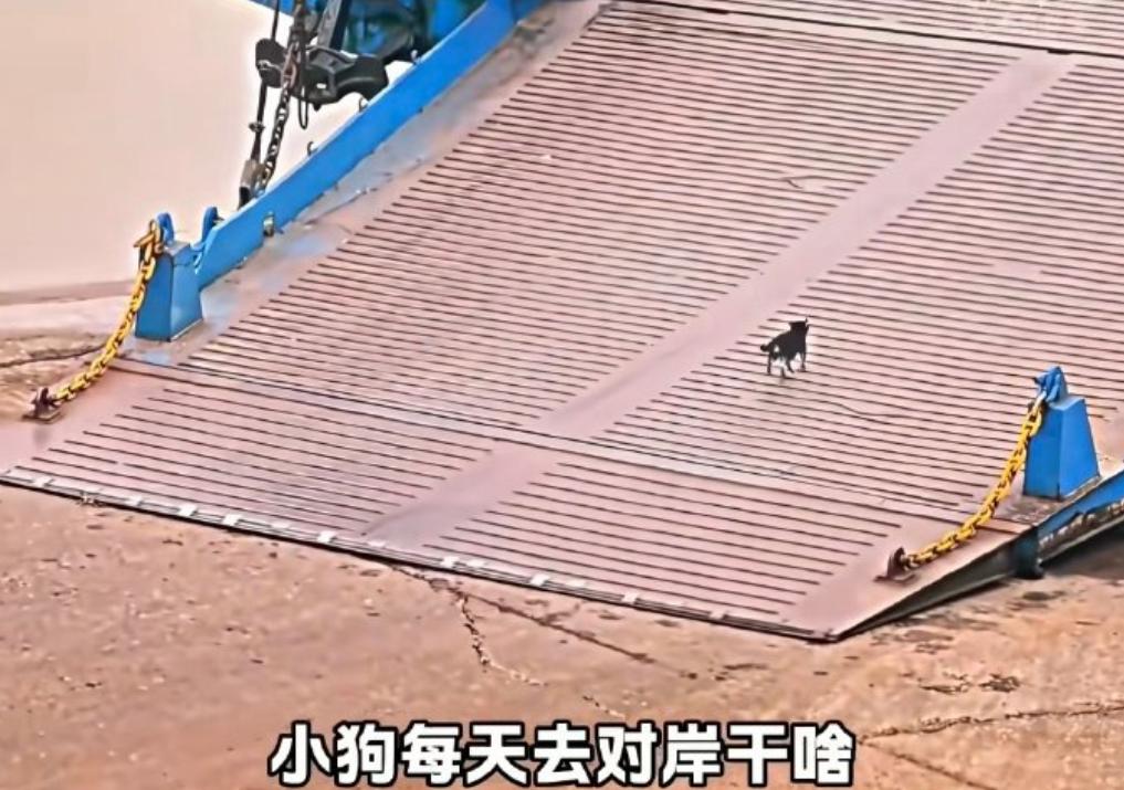 见过人赶公交，见过狗赶轮渡吗？湖北荆州这只小黑狗，愣是凭实力把跨江轮渡坐成了“通