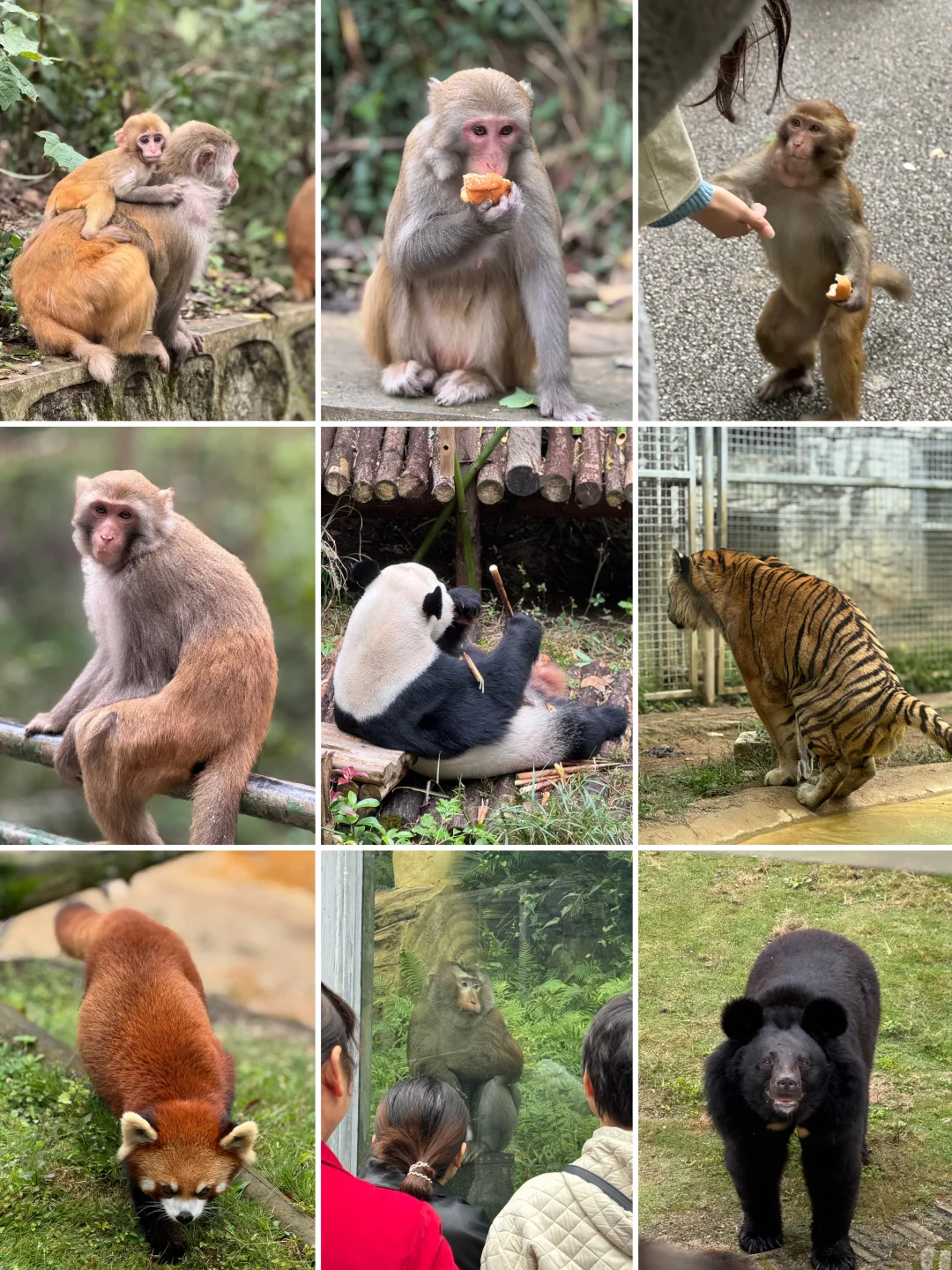 黔灵山公园群演vs主演