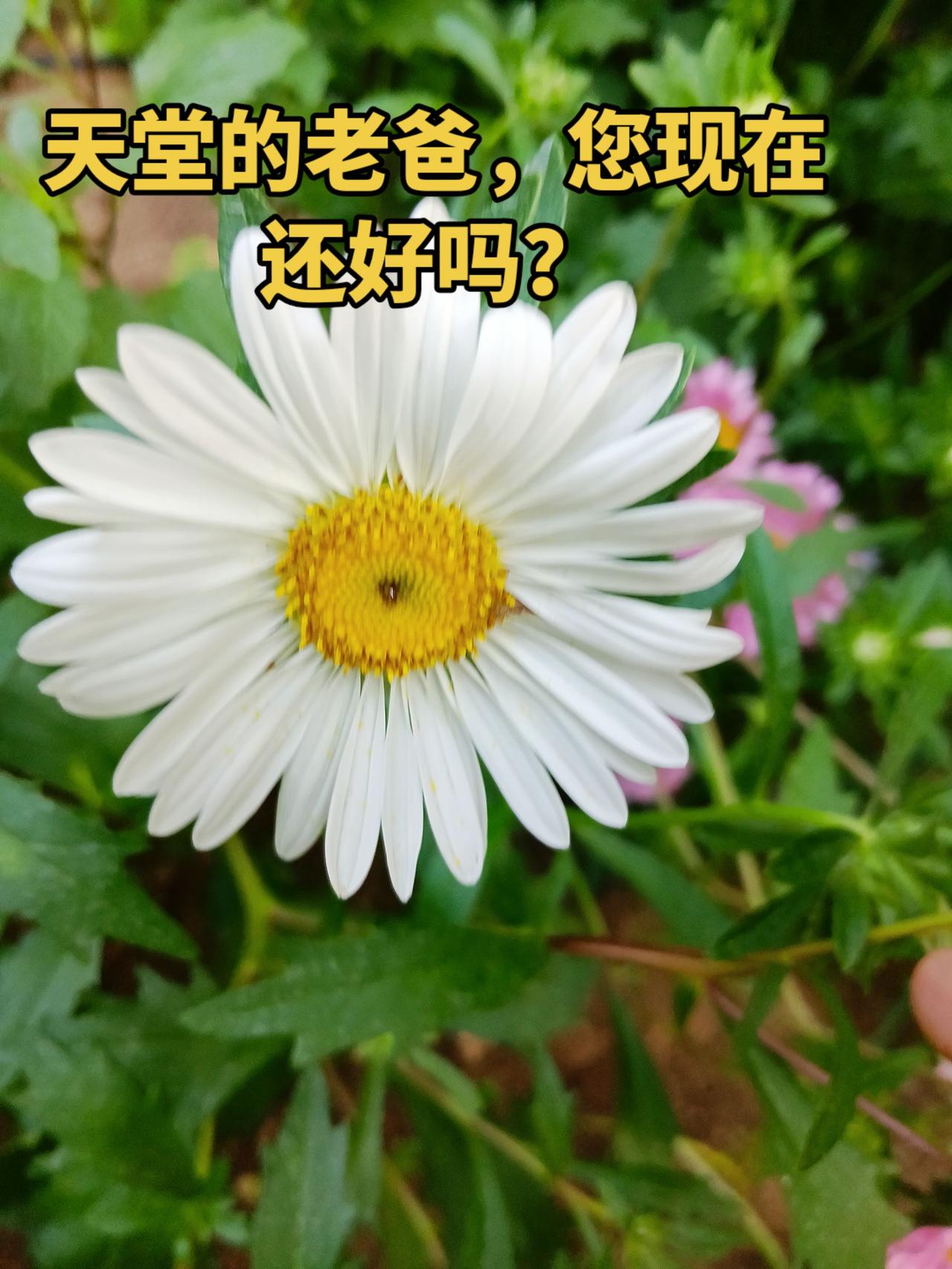 天堂的老爸，您现在还好好吗？