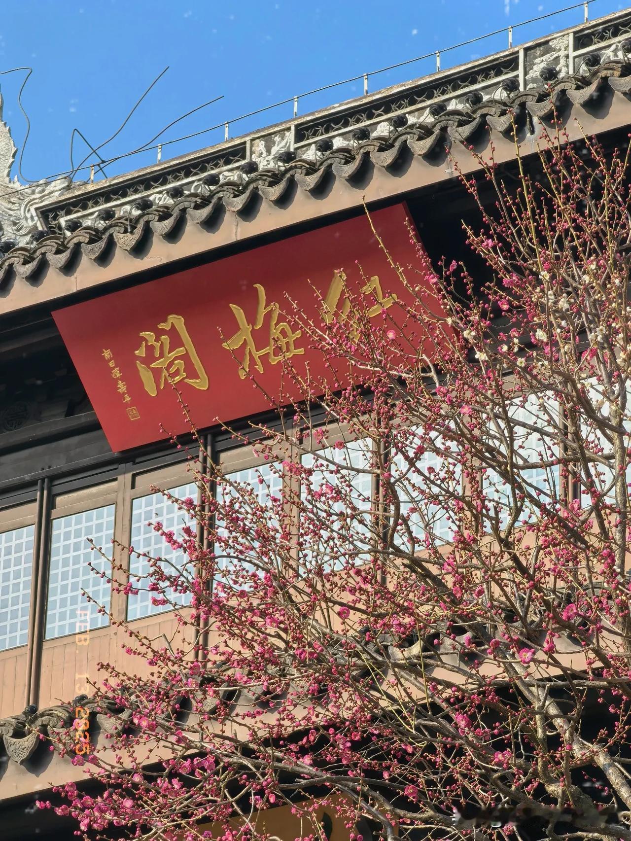 红梅阁前梅花渐开。