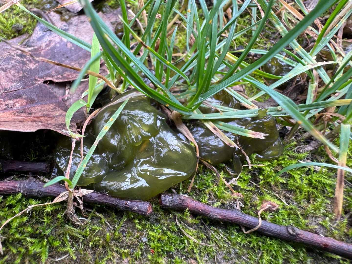 看到公园里好多人提着桶在挖地衣，于是我也凑近看了看，立刻发现了一条！真是大自然的
